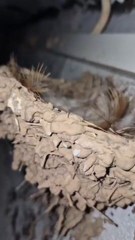 A close-up shot of a bird's nest with five speckled eggs. The nest is made of twigs and lined with soft feathers. The eggs are light-colored with brown speckles. The camera moves slightly, offering a better view of the eggs.
