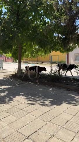 Two young cows, one primarily black and white and the other speckled brown and white, walk across a paved area under trees. A person is carrying a white French bulldog in their arms, holding it up to look at the cows. The person is wearing a tan t-shirt, khaki shorts, white socks, and dark sneakers. The dog is wearing a harness. In the background, there are buildings with red tiled roofs, a street, and parked cars. The scene is outdoors on a sunny day.