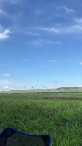 This is a vertical video of a landscape under a bright blue sky with scattered clouds. In the foreground, a portion of a dark-colored folding chair with a blue frame is visible. The middle ground is a field of tall, vibrant green grass. Beyond the field are rolling, green hills dotted with trees. A large flock of small, dark birds is flying in the sky over the field and hills, appearing as many scattered dots. The sun is shining, creating a bright and clear day.