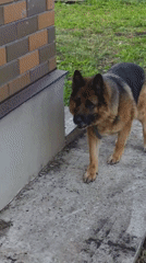 Woman tends to caged German Shepherd in Russian backyard