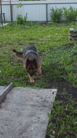 Woman tends to caged German Shepherd in Russian backyard