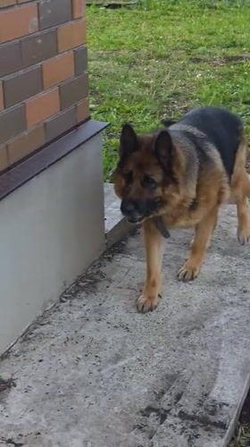 Woman tends to caged German Shepherd in Russian backyard