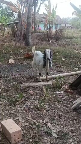 A young goat with white and black markings stands in a yard. The goat has long, floppy ears and is facing the camera. The ground is covered with dirt, leaves, and some scattered debris, including a brick in the lower left corner and a section of pipe or bamboo lying horizontally. In the background, there are trees, plants, and a house with a light-colored wall and a blue roof. The lighting suggests it is daytime, possibly overcast.