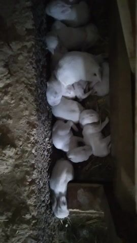 A litter of newborn white rabbits huddles together in a nest. The rabbits are small and appear to be hairless, with their eyes closed. They are nestled in a bed of hay and straw, which is on top of a dark, earthy surface. The nest is located in a confined, dark space, possibly a burrow or a hutch, with wooden beams visible above. The lighting is dim, suggesting it might be nighttime or an indoor setting. The rabbits are clustered closely together, seeking warmth and comfort from each other. Their vulnerability and collective slumber evoke a sense of tenderness and innocence. There is no visible text in the media file. The setting appears to be rustic and natural.