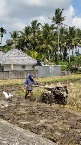 A person wearing a blue hooded sweatshirt and patterned shorts is operating a tiller in a muddy field. The tiller is a mechanical device with rotating blades, attached to a handle that the person is holding. The field appears to be a rice paddy, with remnants of harvested rice stalks visible and muddy water covering the ground. Several white birds, possibly egrets, are scattered throughout the field, some near the tiller and others further away. In the background, there is a building with a tiled roof and a white exterior wall, as well as a metal shed. Beyond the building and shed, a dense line of palm trees stretches across the horizon. The sky is partly cloudy. The person is walking forward, guiding the tiller, which is churning up the mud and water.