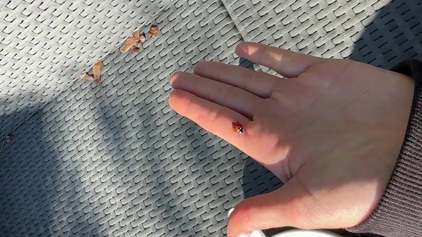 A close-up shot shows a human hand, palm up, on a grey textured surface. A ladybug with a red shell and black spots is crawling on the palm. The ladybug crawls towards the wrist and onto a dark brown sleeve. Scattered leaves are visible on the grey surface around the hand. Sunlight casts shadows on the scene.