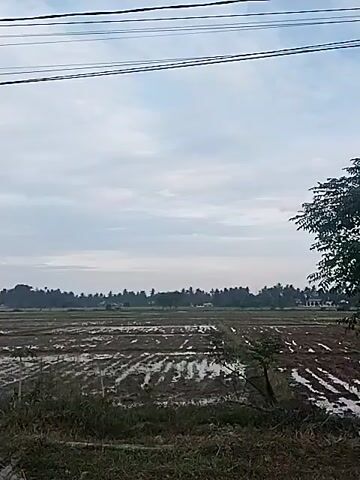 The camera shows a wide, flat area, likely farmland, with visible rows and patches of wet soil or water. Distant mountains are visible against a cloudy sky. The camera pans slightly to the right, revealing a road running alongside the fields. There are palm trees and other vegetation along the edge of the road, with utility poles and wires overhead. A person is riding a scooter down the road.