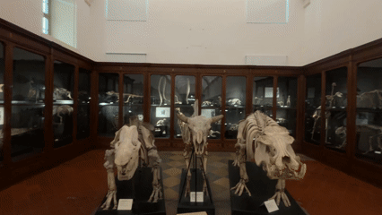 Museum visitor documents elephant skeleton, digital displays in Turin