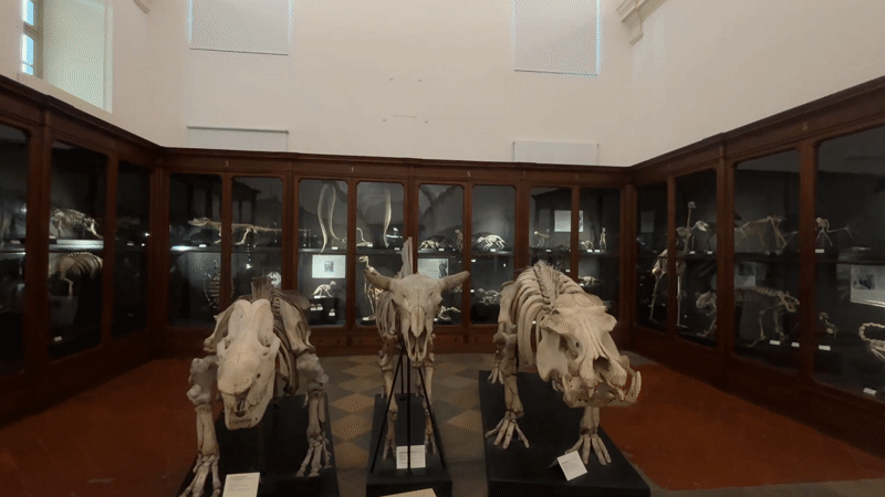 Museum visitor documents elephant skeleton, digital displays in Turin