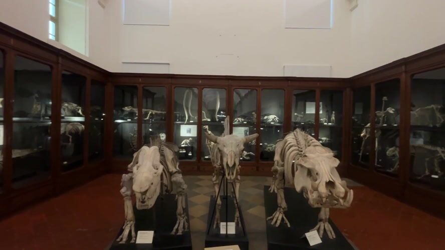 Museum visitor documents elephant skeleton, digital displays in Turin