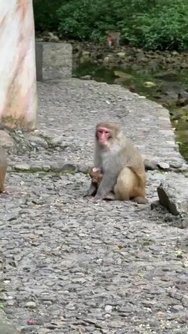 A monkey sits on a stone path next to a body of water, holding a baby monkey. The mother monkey is light brown with a red face. The baby monkey is small and dark brown. The path is made of small, irregular stones. A concrete pillar stands next to the path. Across the water, more vegetation and another monkey can be seen.