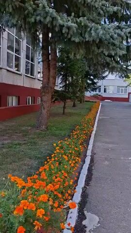 The video shows a building with a red base and light-colored upper walls. There are rows of windows on both the lower and upper levels. In front of the building, there is a flower bed with bright orange flowers and some white flowers. A large tree with green foliage is located near the building, casting a shadow on the ground. The ground is covered with grass and a paved walkway. Further away, there are more trees and some other buildings in the distance. The sky is blue with some clouds. The camera is moving slowly, panning across the scene.