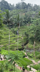 Video captures panoramic view of Bali's Tegallalang Rice Terraces