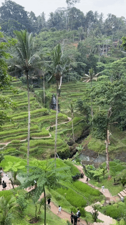 Video captures panoramic view of Bali's Tegallalang Rice Terraces