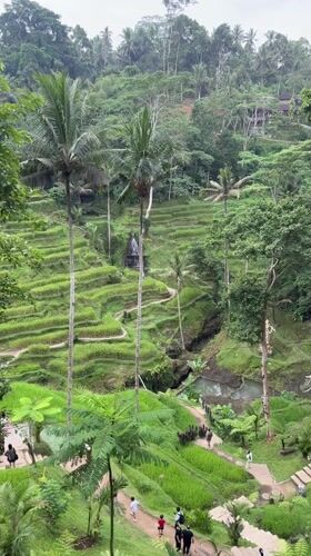 Video captures panoramic view of Bali's Tegallalang Rice Terraces