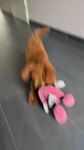 Here's a description of the video:

A fluffy, light brown dog plays on a gray tiled floor with a stuffed Minnie Mouse toy. A hand with a ring on it teases the dog by waving the Minnie Mouse toy. The dog excitedly jumps and grabs at the toy. The background includes a white wall with dark gray trim.