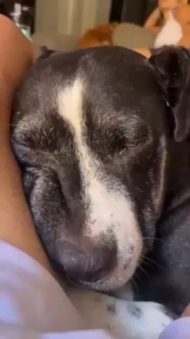 The video shows a close-up of a dog's face as it sleeps on a person's arm. The dog is mostly black with a white patch on its forehead and a white muzzle. The dog's eyes are closed. The person's arm is bare. There is a glimpse of other people in the background.