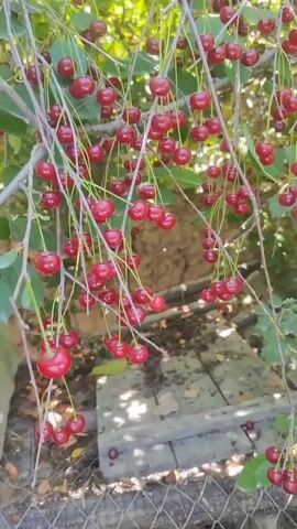 A hand is reaching out to pick cherries from a tree. The cherries are red and hang in clusters from the branches. The background is blurred, but appears to be green foliage and some sort of wooden structure. The sun is shining, creating bright highlights on the cherries and casting shadows.