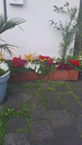 A paved patio area with several planters and a wall in the background. In the foreground, the paved area is partially covered with grass and weeds. To the left, a large gray planter contains a palm tree and white and pink flowers. Behind the large planter is a long, raised flower bed edged with terracotta bricks. This flower bed is filled with red, yellow, and white flowers. To the right of the flower bed, a vine with green leaves climbs the white wall.