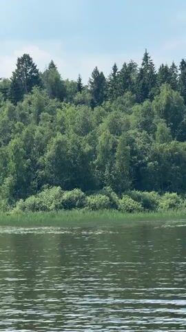 The video shows a body of water with ripples on the surface. In the background, there is a dense forest with a variety of trees, some of which are coniferous and others deciduous. The sky is visible above the trees and appears to be partly cloudy. The scene is tranquil and natural, suggesting an outdoor environment like a lake or river surrounded by woodland.
