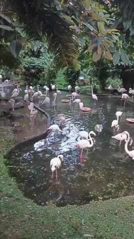 The video displays a group of flamingos in a shallow body of water surrounded by lush greenery. The flamingos are mostly white with some hints of pink, and they are engaged in various activities such as wading, standing, and dipping their heads into the water. Some flamingos are clustered together, while others are more spread out. The water is murky with some aquatic plants visible. The background consists of trees and foliage, suggesting an outdoor environment like a zoo or wildlife sanctuary. The lighting appears to be natural daylight.