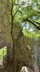 Natural rock bridge photographed amid green foliage and sunlight