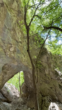 Natural rock bridge photographed amid green foliage and sunlight