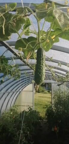 The video shows a cucumber hanging from a vine inside a greenhouse. The greenhouse is made of curved metal supports and covered with a translucent material. There are other plants, possibly tomato plants, growing on either side of the walkway inside the greenhouse. The walkway leads to an open doorway, beyond which is a grassy area with trees in the distance. The lighting suggests it is daytime.