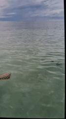 Person with tattoos stands in calm water with fish