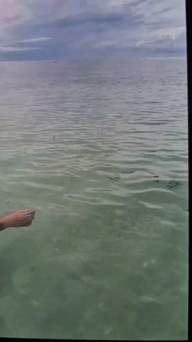 Person with tattoos stands in calm water with fish