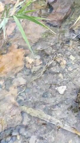 The video shows a close-up of shallow, clear water flowing over a rocky, muddy streambed. Blades of green grass and other vegetation grow along the bank. The camera pans slightly to reveal a rocky, sun-drenched hillside covered with sparse vegetation, including more tall grass and some scrubby bushes. The sky above is a clear blue. The video appears to have been filmed outdoors in a natural environment, possibly a creek bed or a stream in a hilly or mountainous region. There are no people or animals visible in the video.