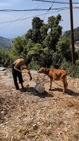 Morning rural life documented in Haini, India