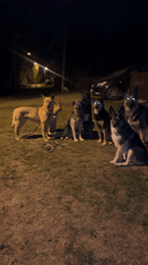 Dogs gather at night in Nizhny Tagil, Russia park