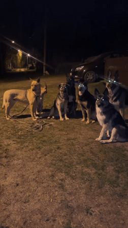 Dogs gather at night in Nizhny Tagil, Russia park