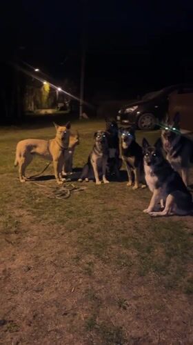 Dogs gather at night in Nizhny Tagil, Russia park