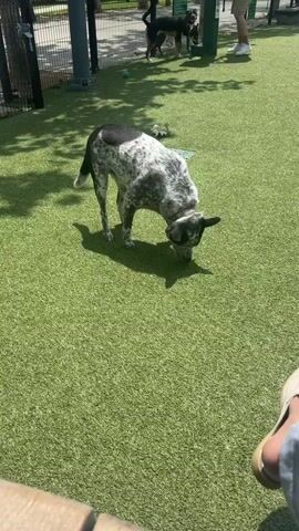 The video shows a dog sniffing the ground in a dog park. The dog is predominantly white with black and gray spots. It has a collar on. The ground is covered in green artificial turf. In the background, other dogs and a person are visible. The person is wearing white shoes and light-colored pants. The video appears to be taken from a seated position.