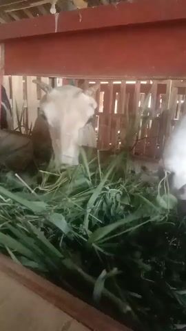 Two goats are eating grass in a wooden pen. The pen has a wooden floor and a slatted wooden wall behind the goats. A red beam is visible above the pen. The goats are white and brown and appear to be healthy. The grass is green and lush. The lighting is natural and appears to be daylight.