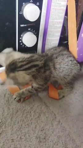 A kitten is playing with an orange ribbon on a carpeted floor next to a microwave. The kitten then walks towards a group of other kittens and adult cats. One of the kittens is wearing a pink bow.