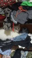 Cat rests among clothes on shelf in Tinaquillo
