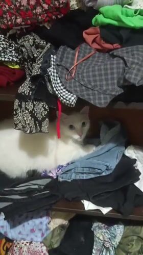 Cat rests among clothes on shelf in Tinaquillo
