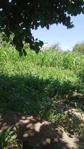 The video pans across a dense green field of crops, possibly corn, under a clear blue sky. The lower portion of the frame is shaded by the dark leaves of a large tree. Sunlight filters through the leaves, creating dappled patterns on the ground. The field appears overgrown with various types of green vegetation, including taller stalks and smaller ground cover. There is a hint of a building in the background, peeking through the greenery on the left side. The overall impression is a rural, natural landscape.