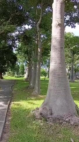 A video shows a line of large trees with swollen, bottle-shaped trunks. The trees are in a grassy area with a path to the left and more trees and some buildings in the background. The camera pans up the trunk of the closest tree, showing its textured bark and then up into the canopy, revealing lush green leaves against a blue sky with some clouds. The other trees in the line are also visible, all having similar characteristics. The video is short, lasting only a few seconds.