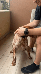 Morning domestic life with dog captured in Sofia apartment