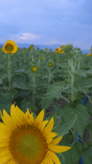 Dusk settles over sunflower fields near Septemvri, Bulgaria