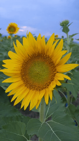 Dusk settles over sunflower fields near Septemvri, Bulgaria