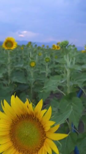 Sunflowers, a weathered tree, and a quiet smoke at dusk in Septemvri