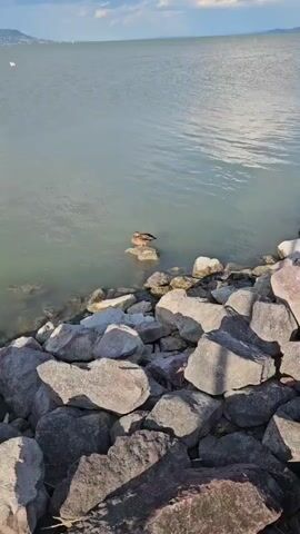 The video shows a duck resting on a rock in the water. The rock is surrounded by other rocks along the shore. The water is calm and reflects the sky, which is partly cloudy. The sun appears to be setting or rising, casting a warm light on the scene.