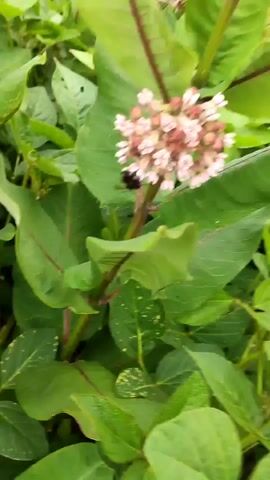 A close-up shot shows a bumblebee on a cluster of pink and white flowers. The bee is black with yellow stripes and is positioned on the stem, near the flowers. The flowers are in various stages of bloom, with some buds and some fully opened blossoms. Large green leaves surround the flower cluster. The background is out of focus, suggesting a natural outdoor environment.