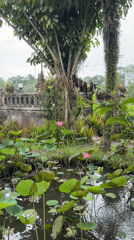 Morning domestic scenes captured at Tegallalang residence, Indonesia
