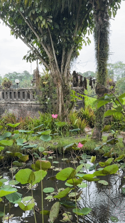Morning domestic scenes captured at Tegallalang residence, Indonesia